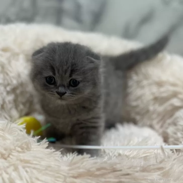 ID:2312-00294の子猫