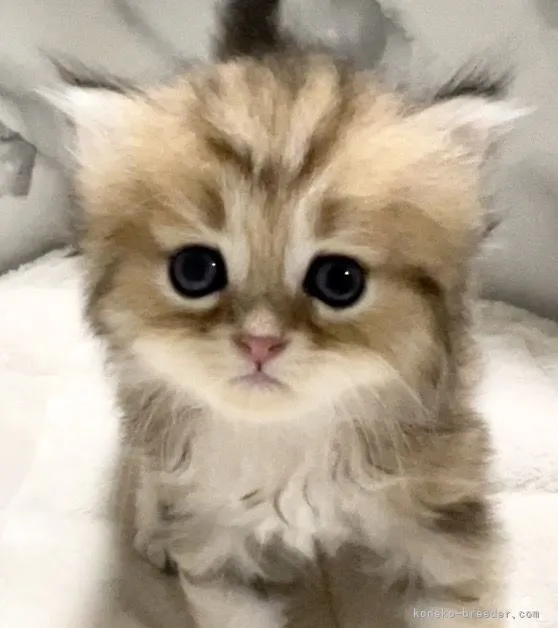 ID：2206-01142の子猫