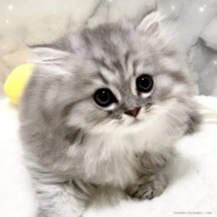 ID:2304-02257の子猫