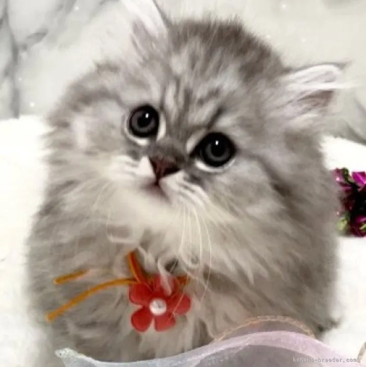 ID：2304-02252の子猫