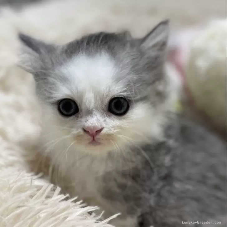 ID:2401-01142の子猫