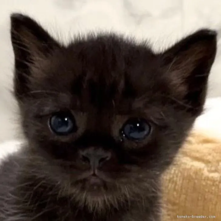 ID:2209-02020の子猫
