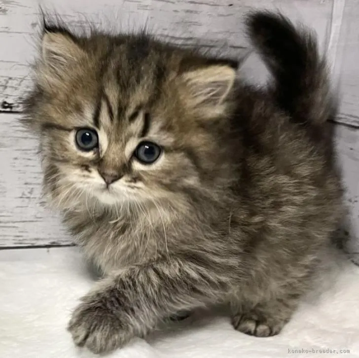 ID：2208-02066の子猫