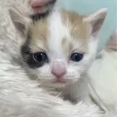 スコティッシュフォールド(立ち耳)【静岡県・女の子・2024年5月28日・キャリコ】の写真1「スコティッシュ立ち耳キャリコの女の子🧡🤍」