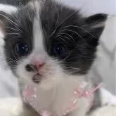 スコティッシュ×ペルシャ(チンチラ)【静岡県・女の子・2023年12月18日・キャリコ】の写真1「2024年1月12日撮影🐾ハチワレの可愛い女の子🧡」