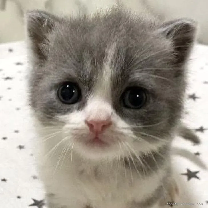 ID：2210-01793の子猫