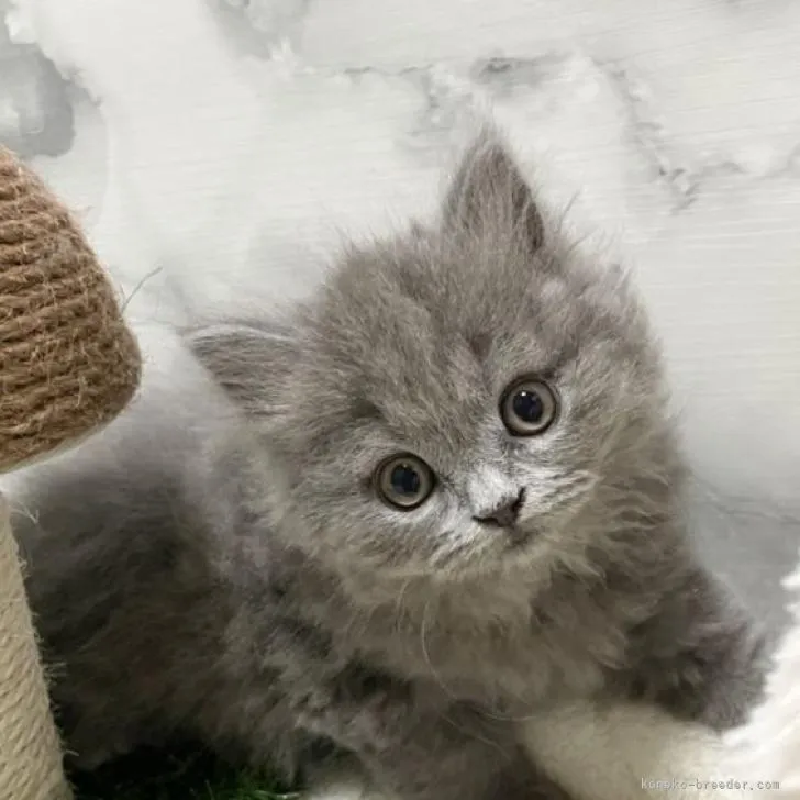 ID:2211-00632の子猫