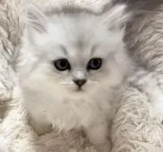 ペルシャ(チンチラ)【静岡県・男の子・2022年2月2日・チンチラシルバー】の写真2