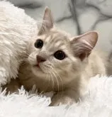 スコティッシュフォールド(立ち耳)【静岡県・男の子・2023年8月1日・クリーム】の写真2「骨格毛量バッチリ👍」