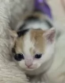 スコティッシュフォールド(立ち耳)【静岡県・女の子・2024年5月28日・キャリコ】の写真2