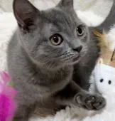 ブリティッシュショートヘア【静岡県・女の子・2021年8月28日・ブルー】の写真2