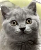 ブリティッシュショートヘア【静岡県・女の子・2021年6月17日・ブルー】の写真2