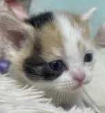 スコティッシュフォールド(立ち耳)【静岡県・女の子・2024年5月28日・キャリコ】の写真3