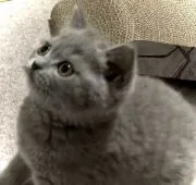 ブリティッシュショートヘア【静岡県・女の子・2021年6月17日・ブルー】の写真4