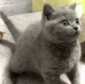 ブリティッシュショートヘア【静岡県・女の子・2021年6月17日・ブルー】の写真5