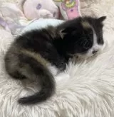 スコティッシュ×ペルシャ(チンチラ)【静岡県・女の子・2023年12月18日・キャリコ】の写真5「仲良し4兄妹🩷💛🩵💙」