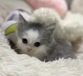 スコティッシュ×ペルシャ(チンチラ)mix【静岡県・男の子・2023年12月18日・ブルー&ホワイト】の写真5「お利口さんです🍀」