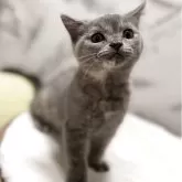 スコティッシュフォールド(立ち耳)【静岡県・女の子・2025年8月13日・ブルークリーム】の写真10