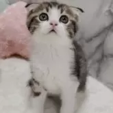 チンチラ×スコティッシュMIX【静岡県・男の子・2025年6月29日・ブラウンタビー&ホワイト】の写真11