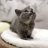 スコティッシュフォールド(立ち耳)【静岡県・女の子・2025年8月13日・ブルークリーム】の写真12