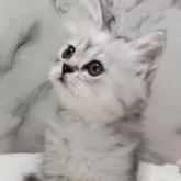 ペルシャ(チンチラ)×スコティッシュフォールド【静岡県・女の子・2025年6月29日・チンチラシルバー】の写真13