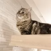 ブリティッシュ×ペルシャ(チンチラ)MIX【静岡県・女の子・2025年4月18日・ブラウンタビー】の写真15