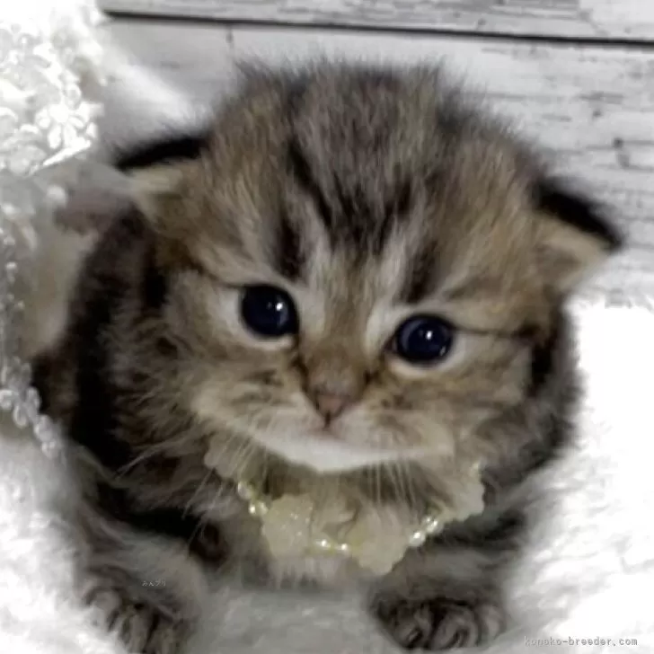 なお 様のお迎えした子猫
