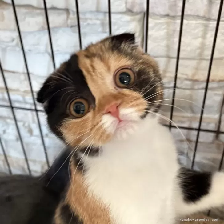 ID:2410-02111の子猫