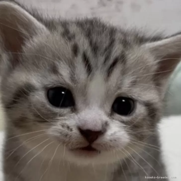 ID：2503-00534の子猫