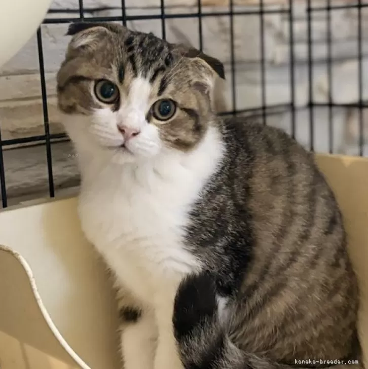 チンチラ×スコティッシュMIX【静岡県・男の子・2025年6月29日・ブラウンタビー&amp;ホワイト】の写真1「兄妹の中では大人しめな可愛い男の子です🤍」