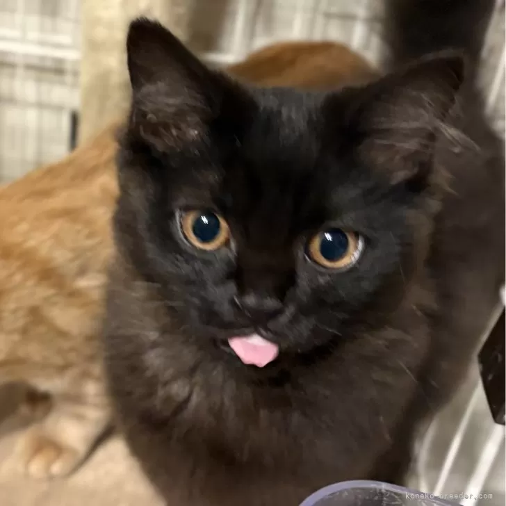 ID:2409-02348の子猫