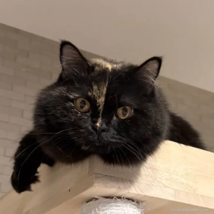 スコティッシュフォールド(立ち耳)【静岡県・女の子・2024年4月27日・トーティー】の写真1「甘えん坊な女の子です🤍」