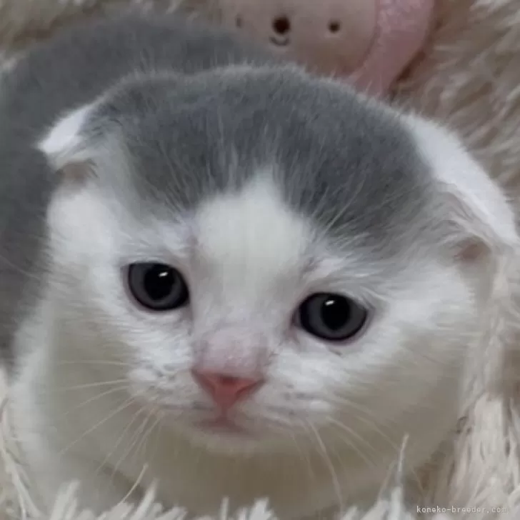 ID：2412-02435の子猫