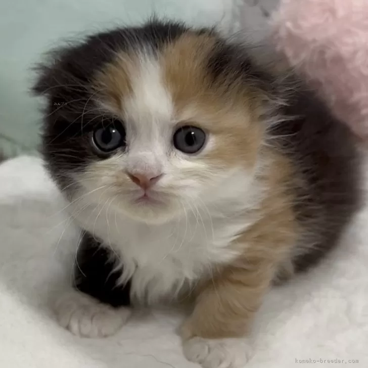 ID:2502-02343の子猫