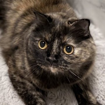 スコティッシュフォールド(立ち耳)【静岡県・女の子・2024年4月2日・トーティーシェル（セミロング）】の写真「両親共に全ての遺伝子検査項目クリアしてます♪」