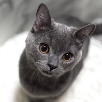 スコティッシュフォールド(立ち耳)【静岡県・男の子・2025年8月13日・ショート（ブルー）】の写真「両親共に全ての遺伝子検査項目クリアしてます✨」