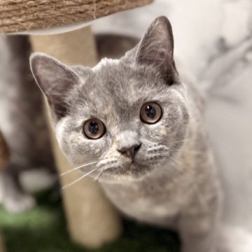 スコティッシュフォールド(立ち耳)【静岡県・女の子・2025年8月13日・ブルークリーム（ショート）】の写真「両親共に全ての遺伝子検査項目クリアしてます！」