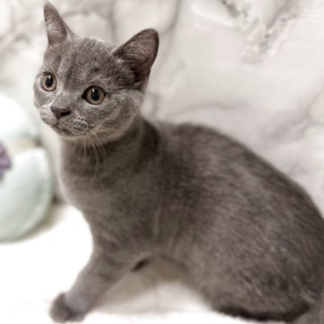 スコティッシュフォールド(立ち耳)【静岡県・男の子・2025年8月13日・ショート(ブルー)】の写真「両親共に全ての遺伝子検査項目クリアしてます✨」