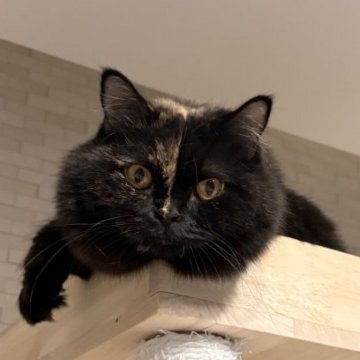 スコティッシュフォールド(立ち耳)【静岡県・女の子・2024年4月27日・トーティー（セミロング）】の写真「両親共に全ての遺伝子検査項目クリアしてます🤍」