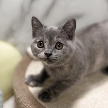 スコティッシュフォールド(立ち耳)【静岡県・女の子・2025年8月13日・ブルークリーム（ショート）】の写真「両親共に全ての遺伝子検査項目クリアしてます！」