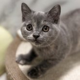 スコティッシュフォールド(立ち耳)