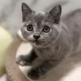 スコティッシュフォールド(立ち耳)