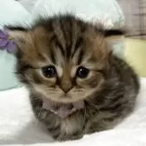 ブリティッシュ×ペルシャ(チンチラ)mix