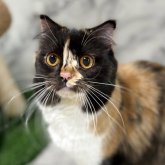 スコティッシュフォールド(立ち耳)