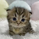 ブリティッシュ×ペルシャ(チンチラ)mix