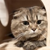 スコティッシュ×ペルシャ(チンチラ)MIX