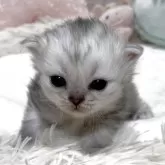 ペルシャ(チンチラ)×スコティッシュフォールド