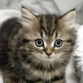 ブリティッシュ×ペルシャ(チンチラ)mix