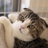 チンチラ×スコティッシュMIX