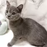 スコティッシュフォールド(立ち耳)